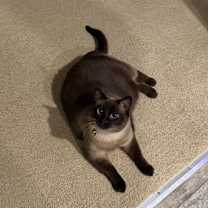 Thumbnail photo of Nyah #2