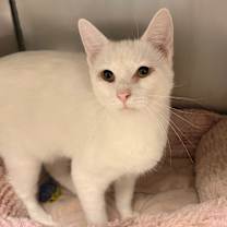 Thumbnail photo of Wisp #3