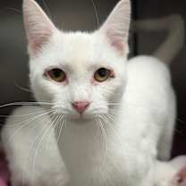 Thumbnail photo of Wisp #4