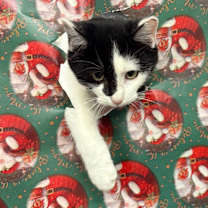 Thumbnail photo of Pet sense #2