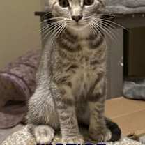 Thumbnail photo of Justice #2