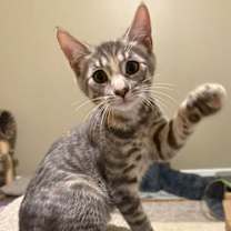 Thumbnail photo of Victory #2