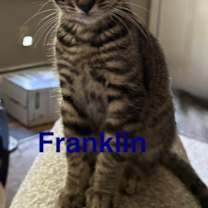 Thumbnail photo of Franklin #2