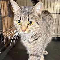 Thumbnail photo of Minerva #3