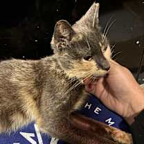 Thumbnail photo of Squeaky #2