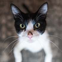 Thumbnail photo of Jamboree** C65614 #4