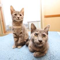 Thumbnail photo of Kitten #1 #3