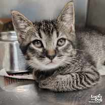 Thumbnail photo of TikTok #1