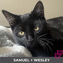 Thumbnail photo of Samuel (bonded with Wesley) #1