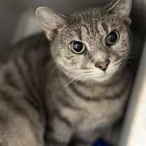 Thumbnail photo of Atlas #2