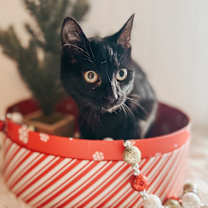 Thumbnail photo of Clanker #1