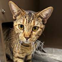 Thumbnail photo of Caramel Frappe #1