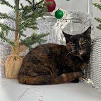 Thumbnail photo of Abba Zaba 55332 #1