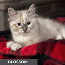Thumbnail photo of Blossom #1