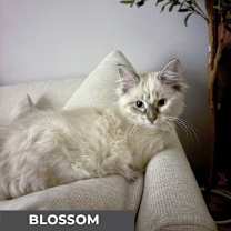 Thumbnail photo of Blossom #3
