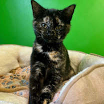 Thumbnail photo of Goldy #2