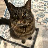 Thumbnail photo of Pepper #3