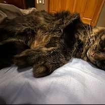 Thumbnail photo of Pepper #4