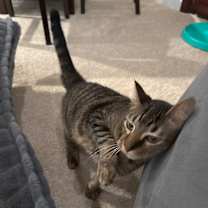 Thumbnail photo of Loki #2