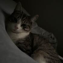 Thumbnail photo of Mercury #4