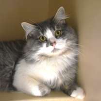 Thumbnail photo of Tonalli #2