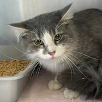 Thumbnail photo of Tonalli #3