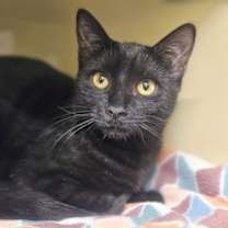 Thumbnail photo of Ozzy #1