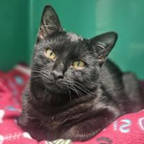 Thumbnail photo of Ozzy #2