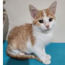 Thumbnail photo of Zoey #4