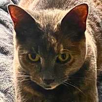 Thumbnail photo of Ivy #1