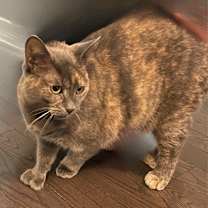 Thumbnail photo of Ivy #2