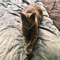 Thumbnail photo of Ivy #3