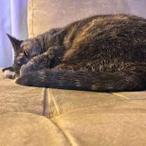 Thumbnail photo of Ivy #4