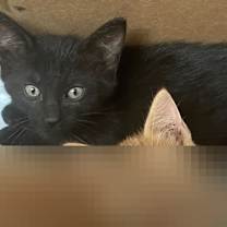 Thumbnail photo of Charlie #3