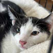 Thumbnail photo of Oreo #1