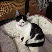 Thumbnail photo of Oreo #2