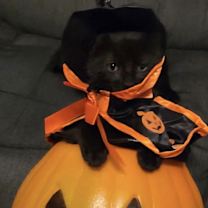 Thumbnail photo of Biscuit #3