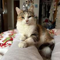 Thumbnail photo of Princess Peach #2