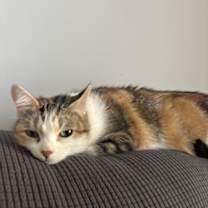 Thumbnail photo of Princess Peach #3