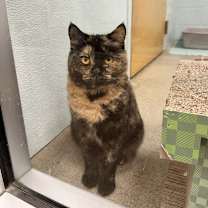 Thumbnail photo of Ronda #1