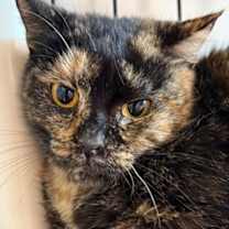 Thumbnail photo of Ronda #2