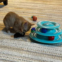 Thumbnail photo of Amber #3