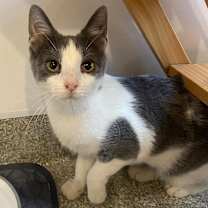 Thumbnail photo of Maggie #1