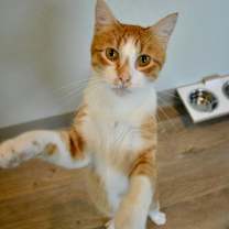 Thumbnail photo of Finley #1