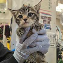 Thumbnail photo of Artemis #3