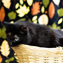 Thumbnail photo of   Elle Driver-C #3