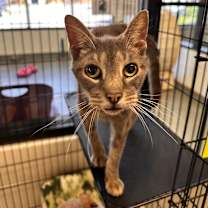 Thumbnail photo of Rigatoni #2