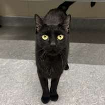 Thumbnail photo of Obsidian #1