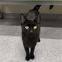 Thumbnail photo of Obsidian #2