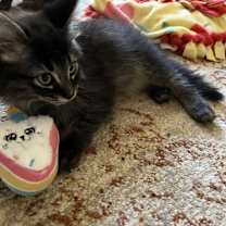 Thumbnail photo of Cameo #2